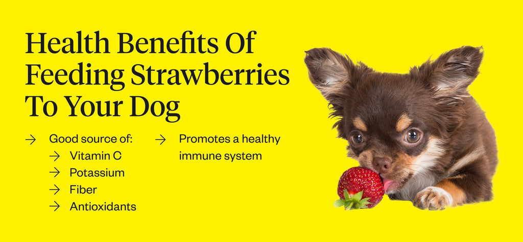 can you give a dog a strawberry