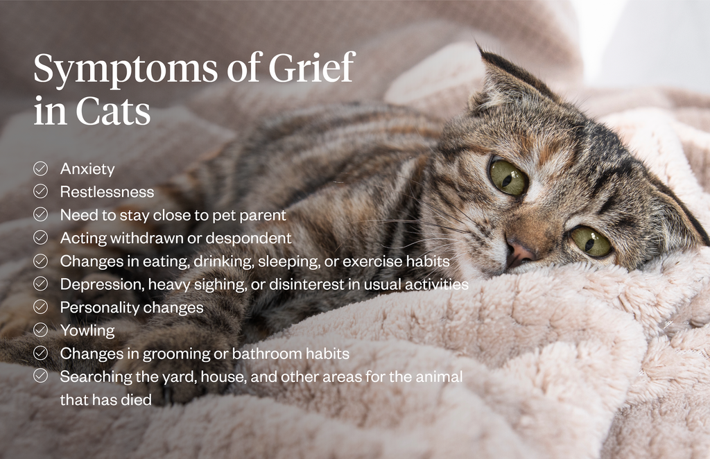 List of symptoms of grief in cats; sad cat laying in bed in the background