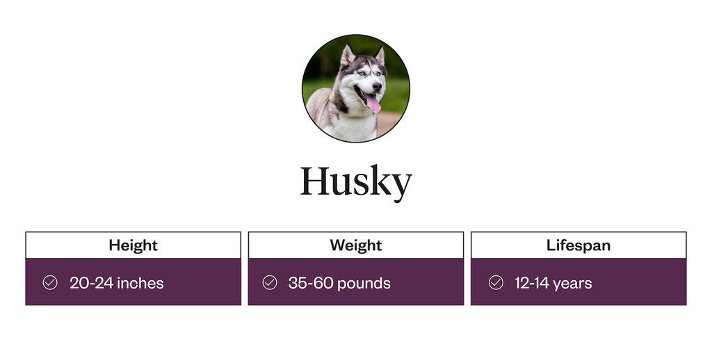 The average height, weight, and lifespan of huskies