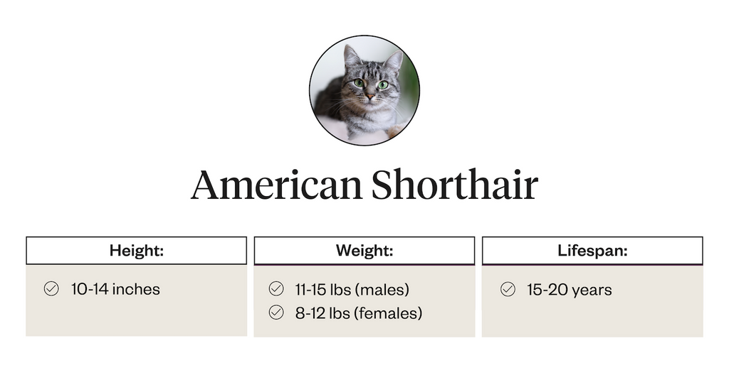 American Shorthair height, weight, and lifespan information