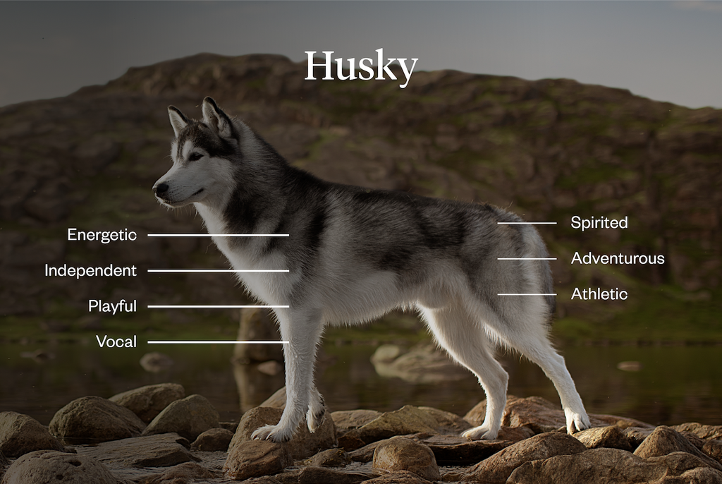 Huskies are energetic, independent, playful, vocal, spirited, adventurous, and athletic
