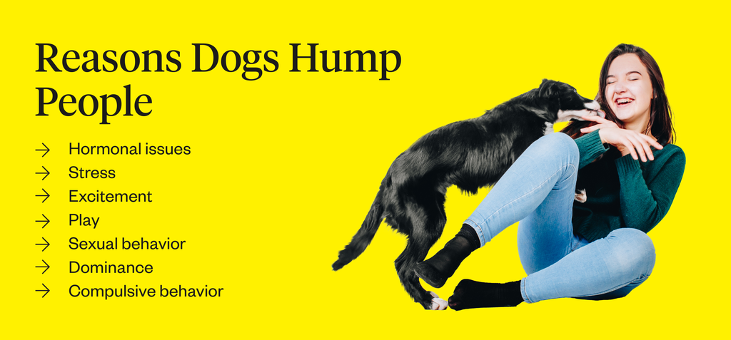 how to make a female dog hump you