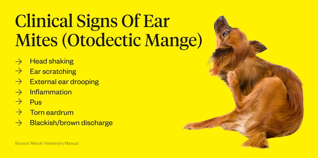 how long to get rid of ear mites in dogs