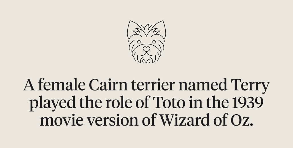 A female Cairn terrier named Terry played the role of Toto in The Wizard of Oz
