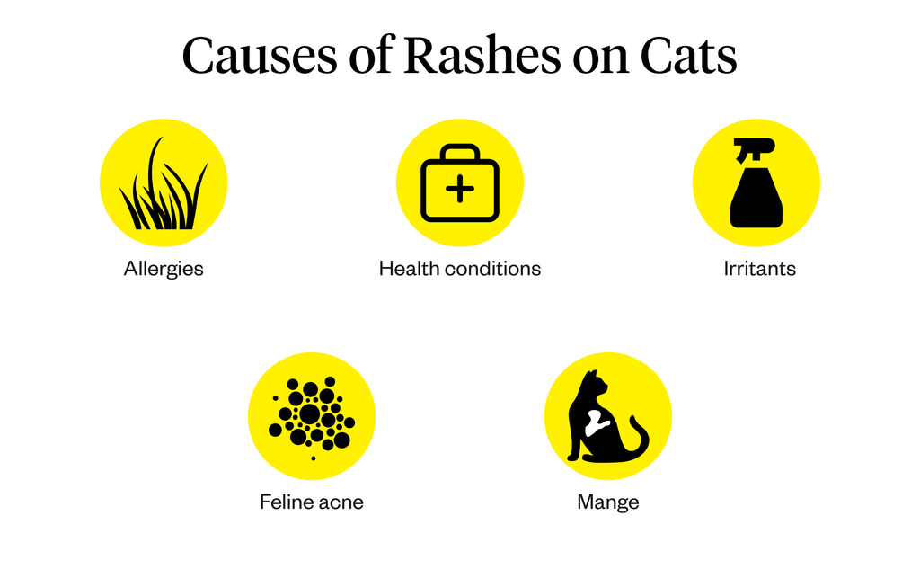 Causes of skin rash on cats can include allergies, health conditions, irritants, feline acne, and mange.