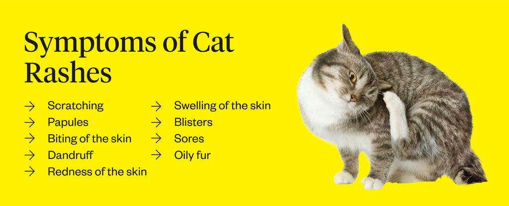 Symptoms of cat rashes can include scratching, dandruff, sores, and oily fur, among others.