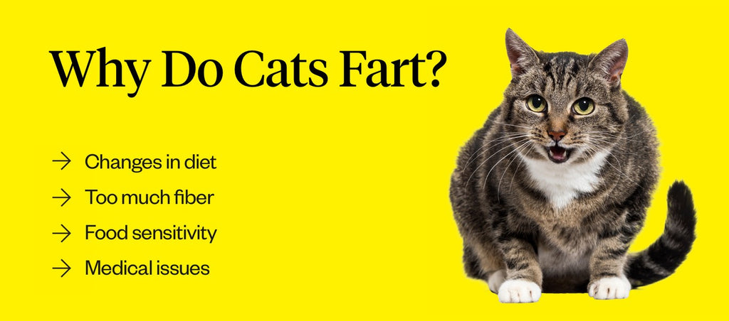 do cats fart