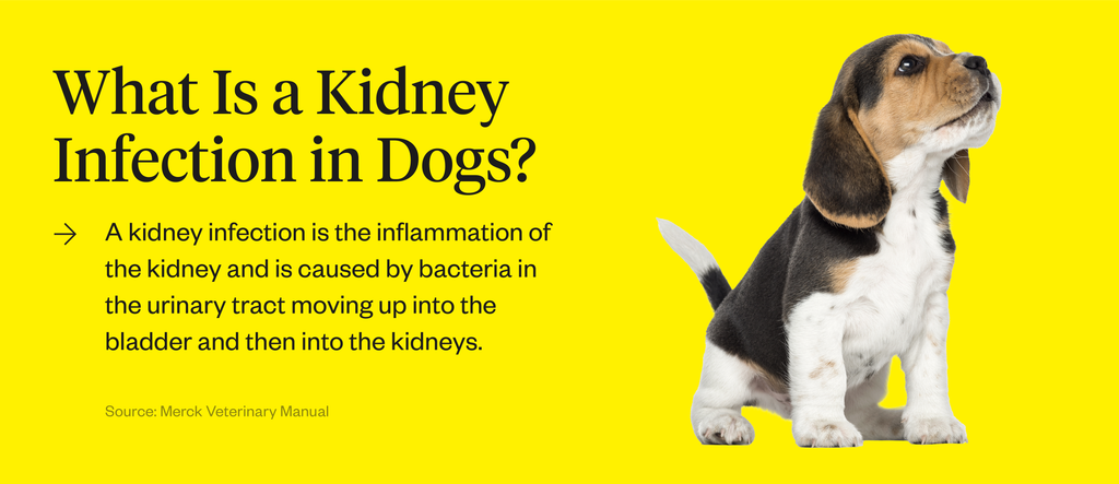 can dogs live with kidney disease