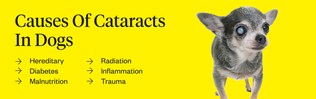 Cataracts in Dogs - Symptoms, Causes, Diagnosis, Treatment, Recovery,  Management, Cost