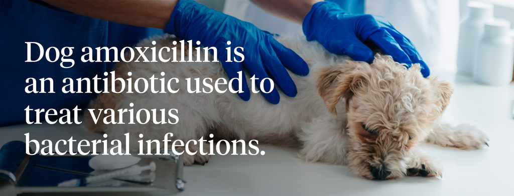 Dog amoxicillin definition and use