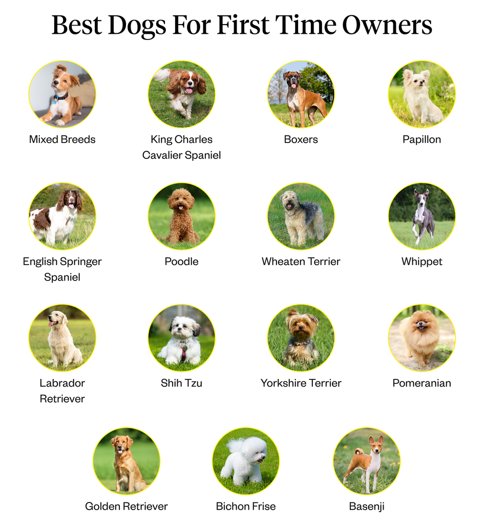 List of 15 best dogs for first time owners