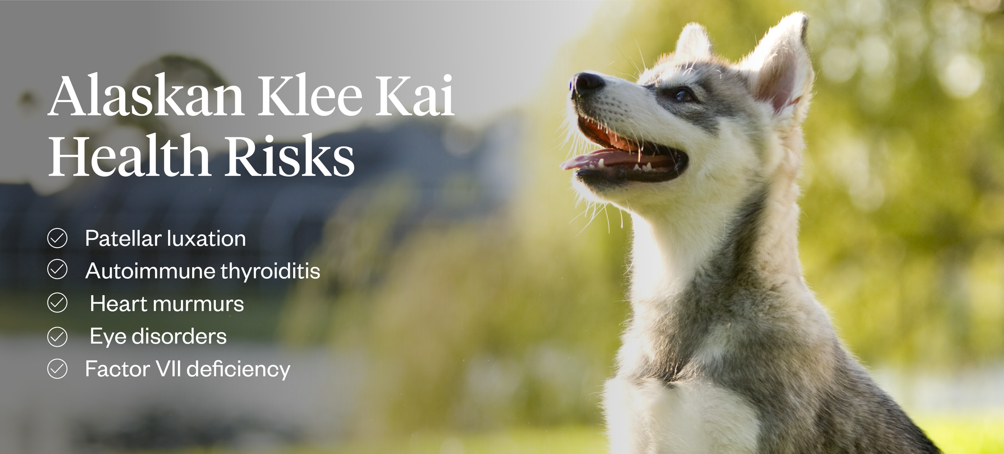 Alaskan Klee Kai health risks