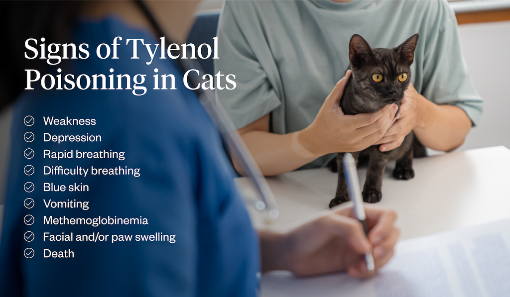 Signs of Tylenol poisoning in cats