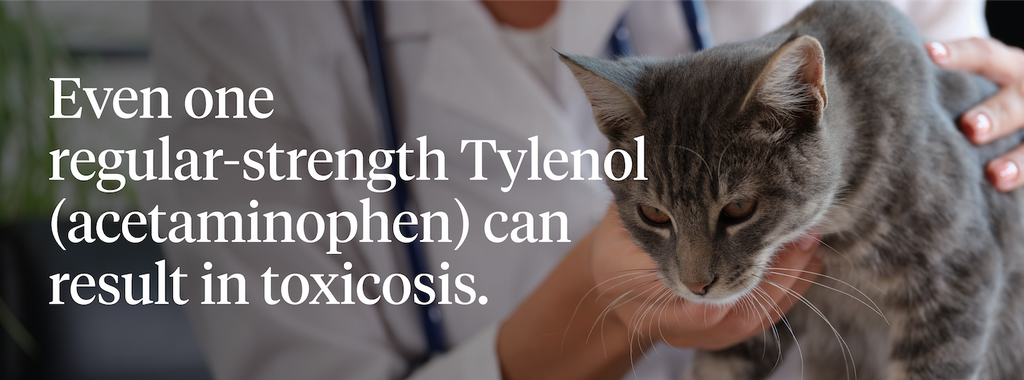 Even one regular-strength dose of Tylenol (acetaminophen) can result in toxicosis
