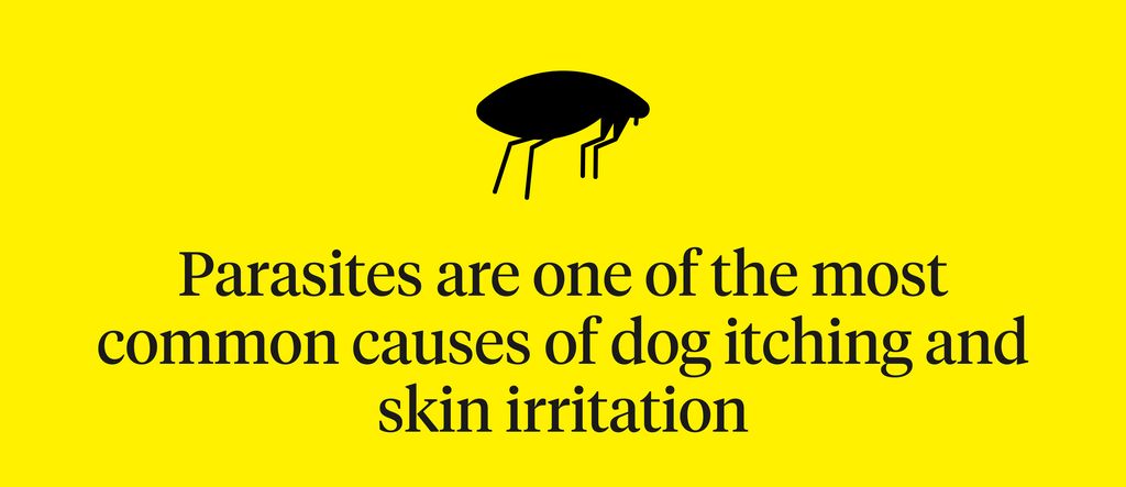 Parasites are one of the most common causes of dog itching and skin irritation