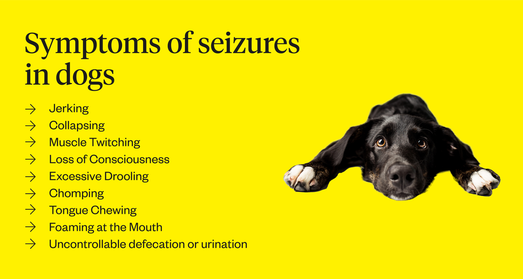 is epilepsy in dogs curable