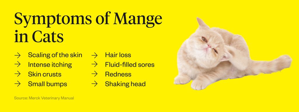 Mange In Cats: Causes, Symptoms, And Treatments | Dutch