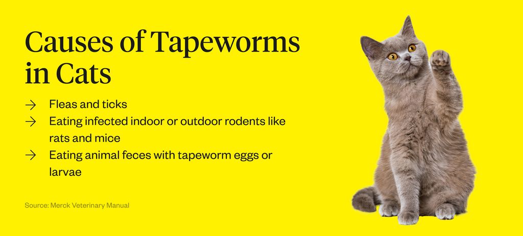 do tapeworms cause diarrhea in puppies