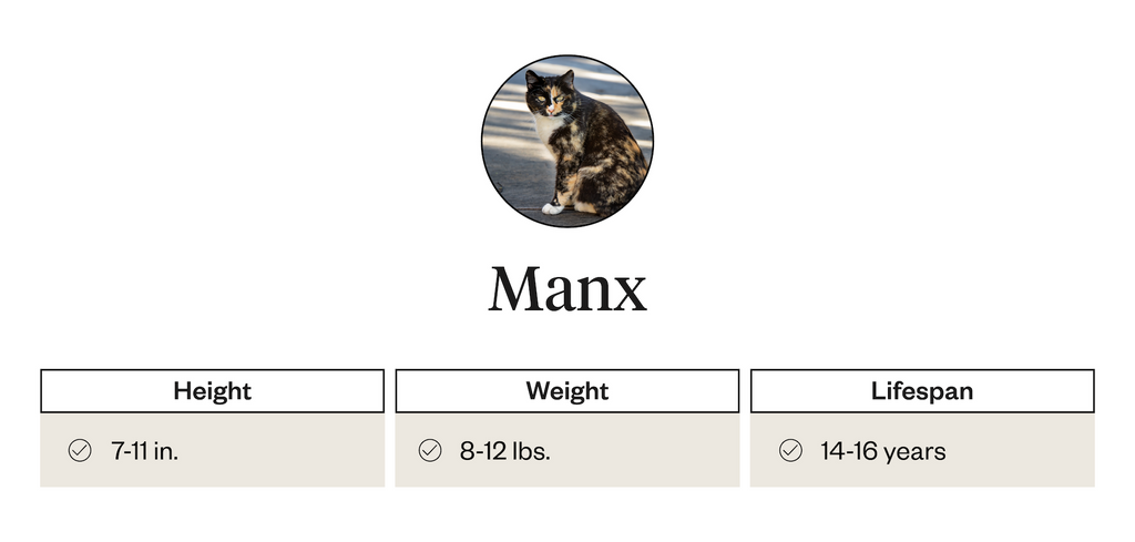 Height, weight, and lifespan of Manx cats