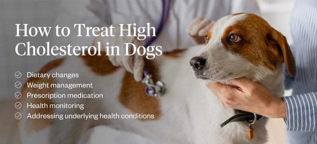 How to treat high cholesterol in dogs
