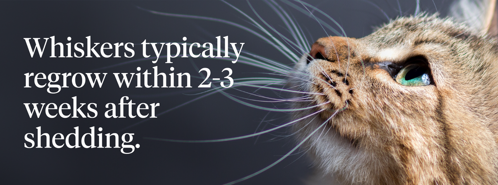 Whiskers typically regrow within 2-3 weeks after shedding