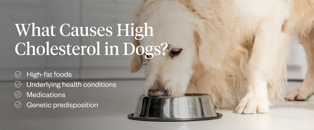 List of possible causes of high cholesterol in dogs