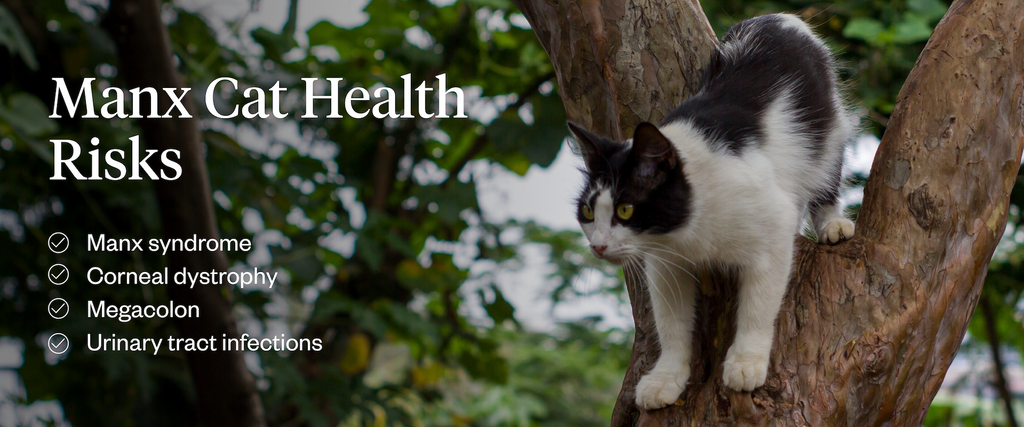 Manx cat health risks