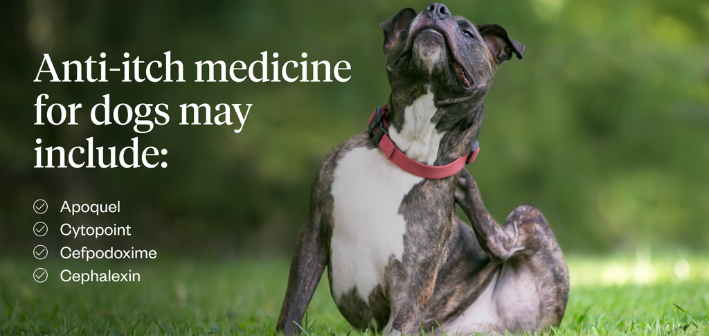 Anti-itch medicine for dogs