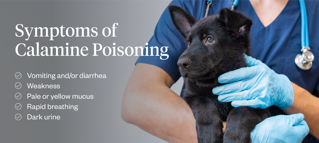 Symptoms of calamine poisoning in dogs