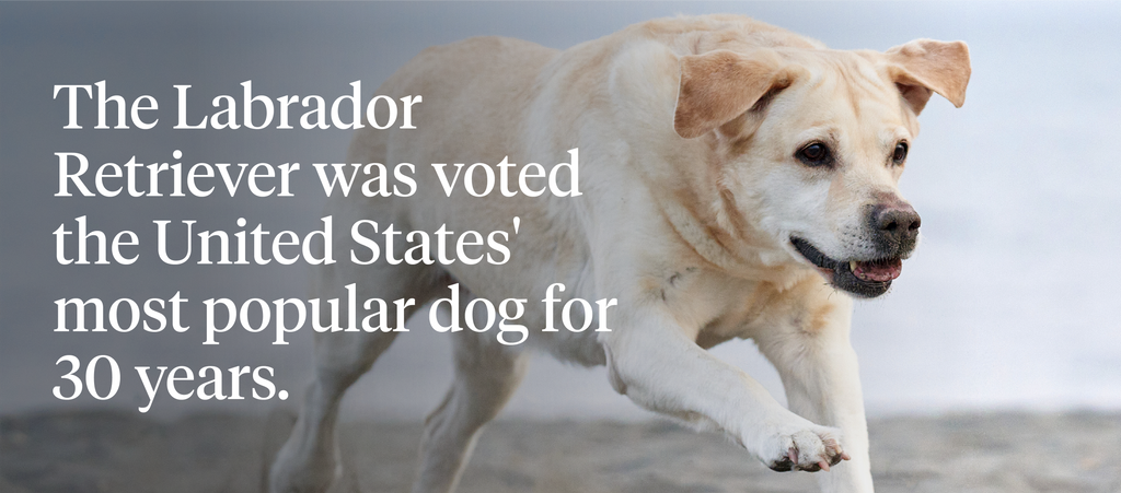 The Labrador Retriever was voted the United States most popular dog for 30 years