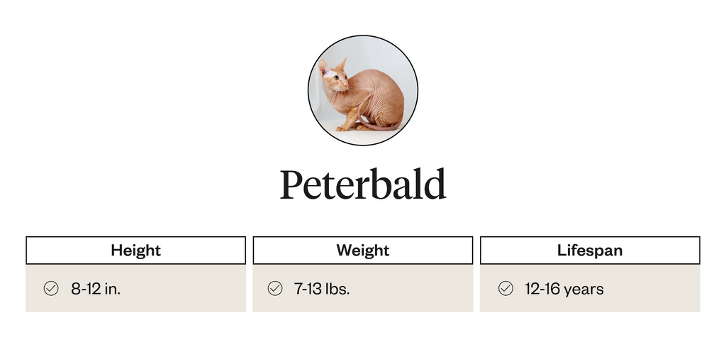 Height, weight, and lifespan of Peterbalds