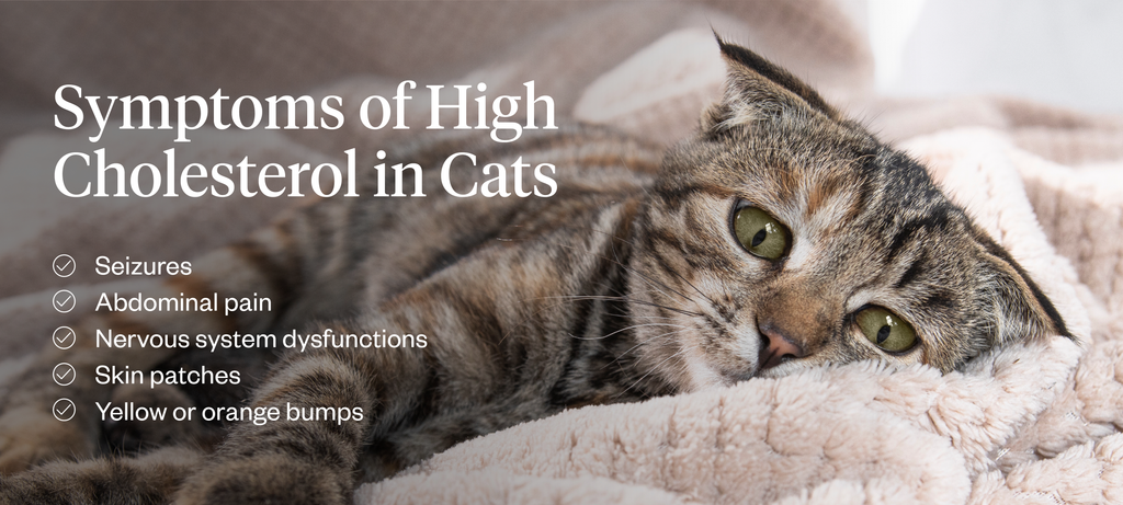 Symptoms of high cholesterol in cats
