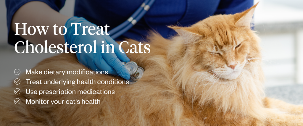 How to treat high cholesterol in cats