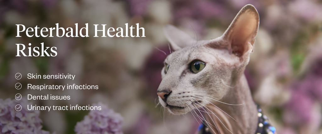 Common health risks of Peterbald cats