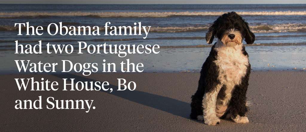 The Obama had two Portuguese Water Dogs in the White House, Bo and Sunny