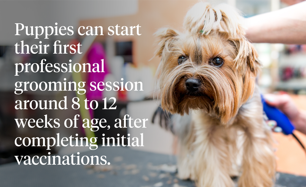 Puppies can start their first professional grooming session around 8 to 12 weeks of age, after completing initial vaccinations