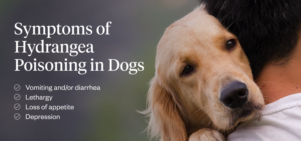 Symptoms of Hydrangea poisoning in dogs