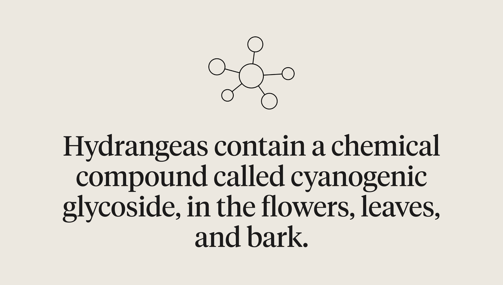 Hydrangeas contain a chemical compound called