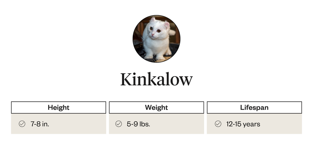 The height, weight, and lifespan of Kinkalow cats