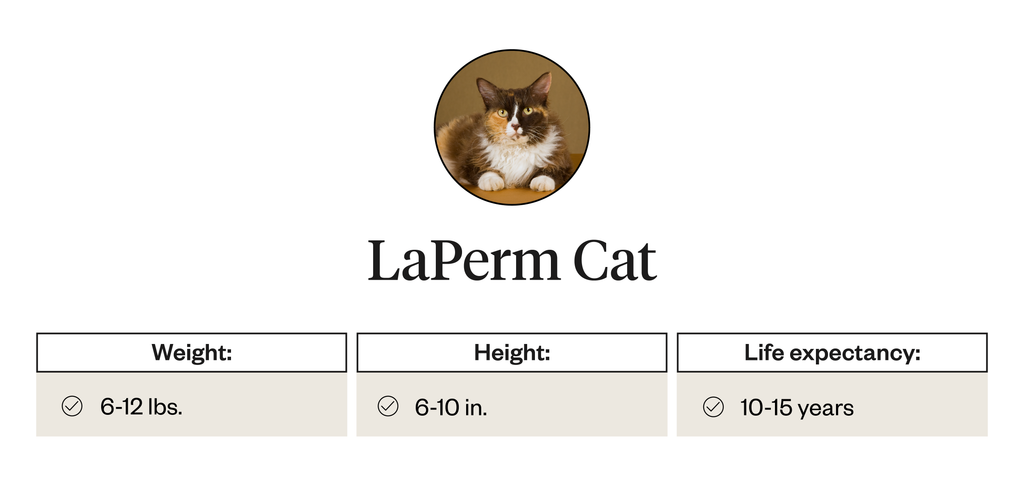 LaPerm cat weight, height, life expectancy information