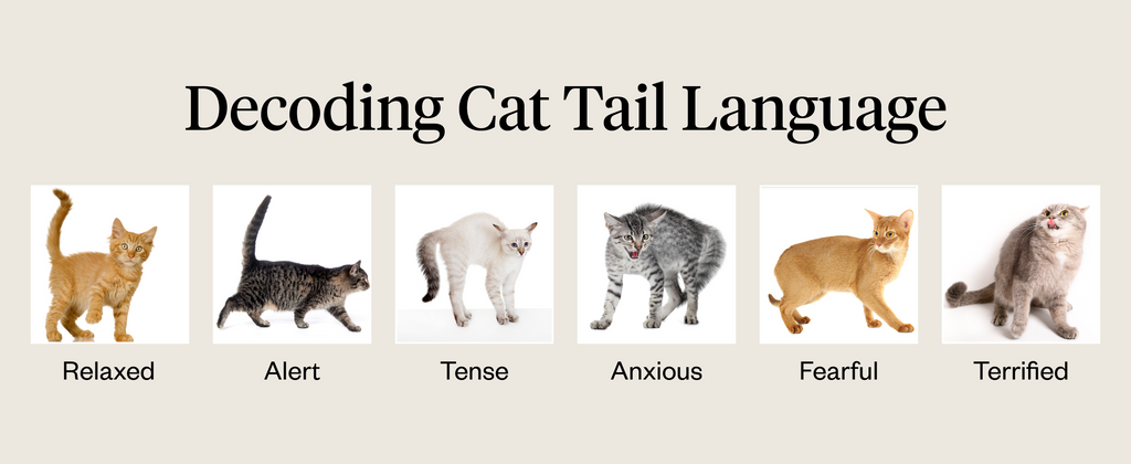 Graphic demonstrating cat tail language
