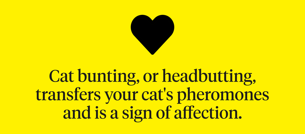 Cat bunting, or headbutting, transfers your cat’s pheromones and is a sign of affection