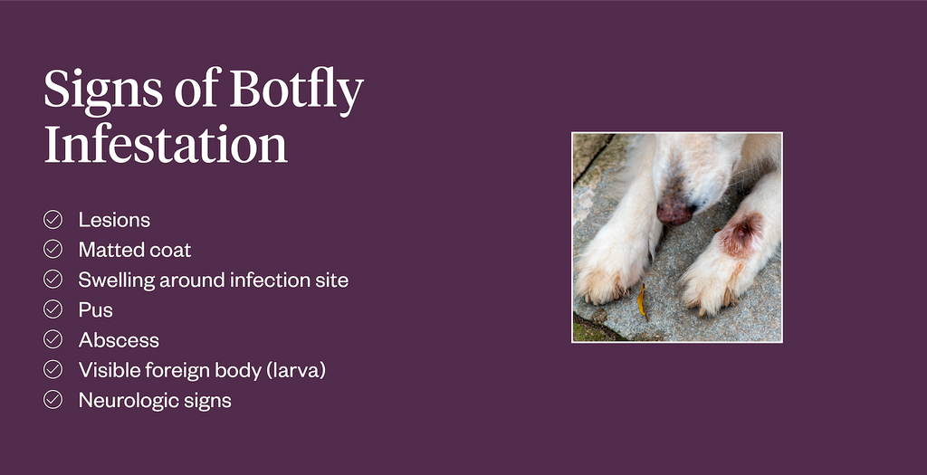 bot fly symptoms in dogs