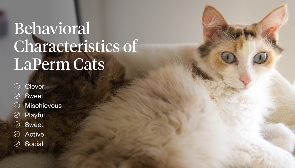 Behavioral characteristics of LaPerm cats