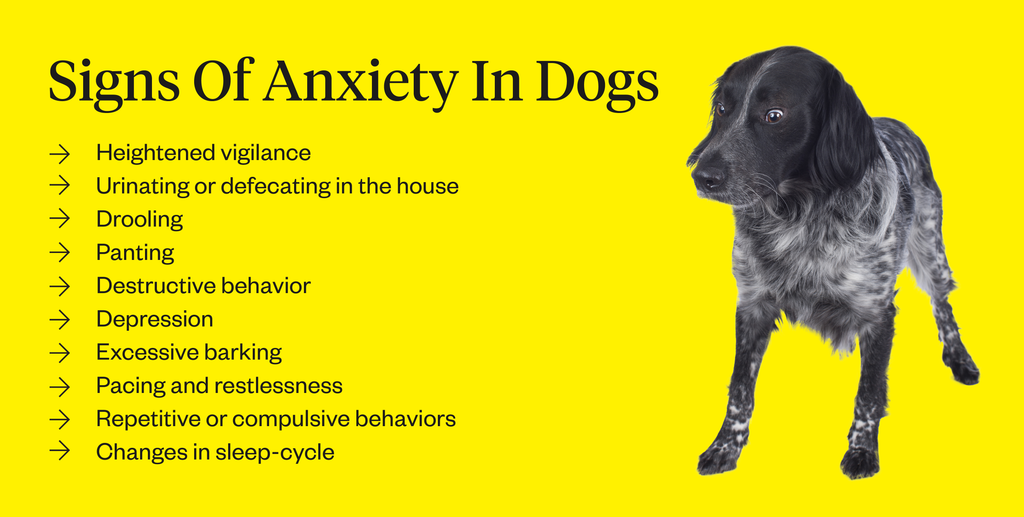 why would my dog have anxiety