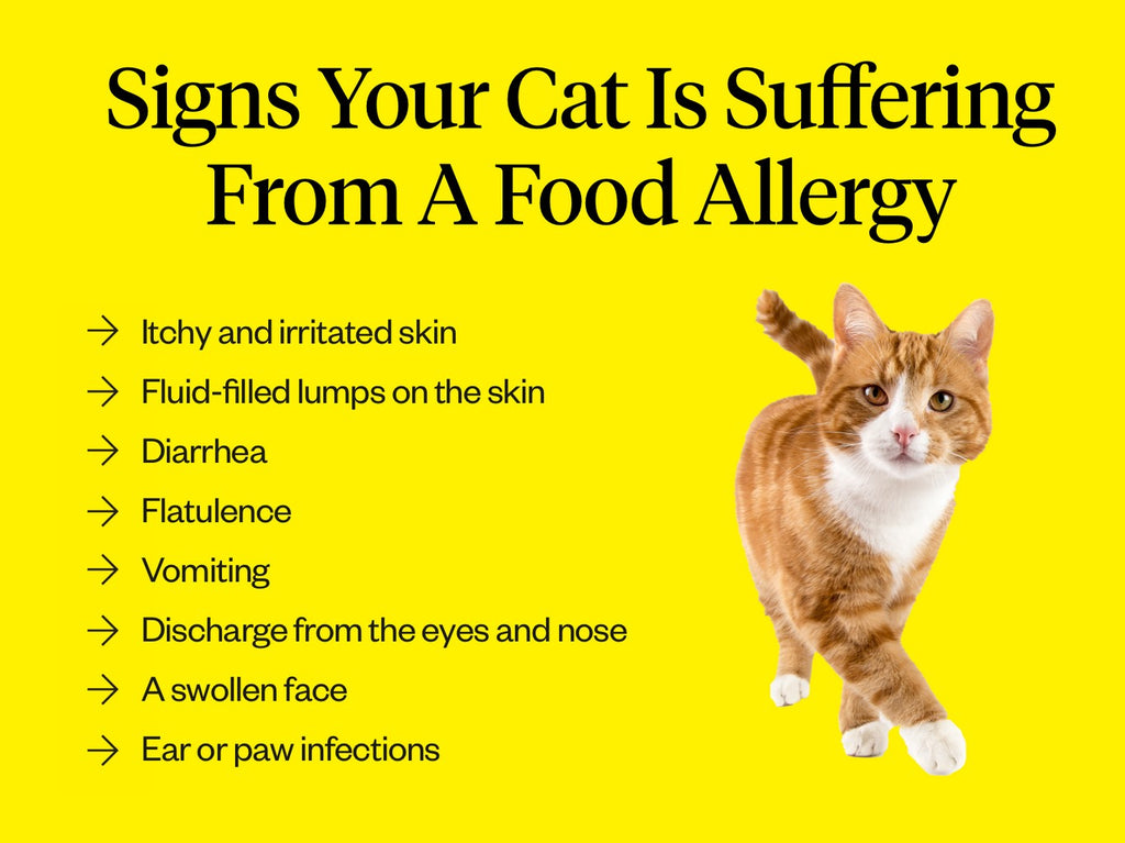 How To Treat Cats With Allergies