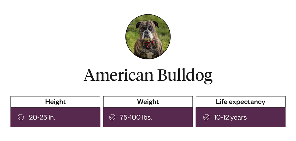Height, weight, life expectancy information for the American Bulldog