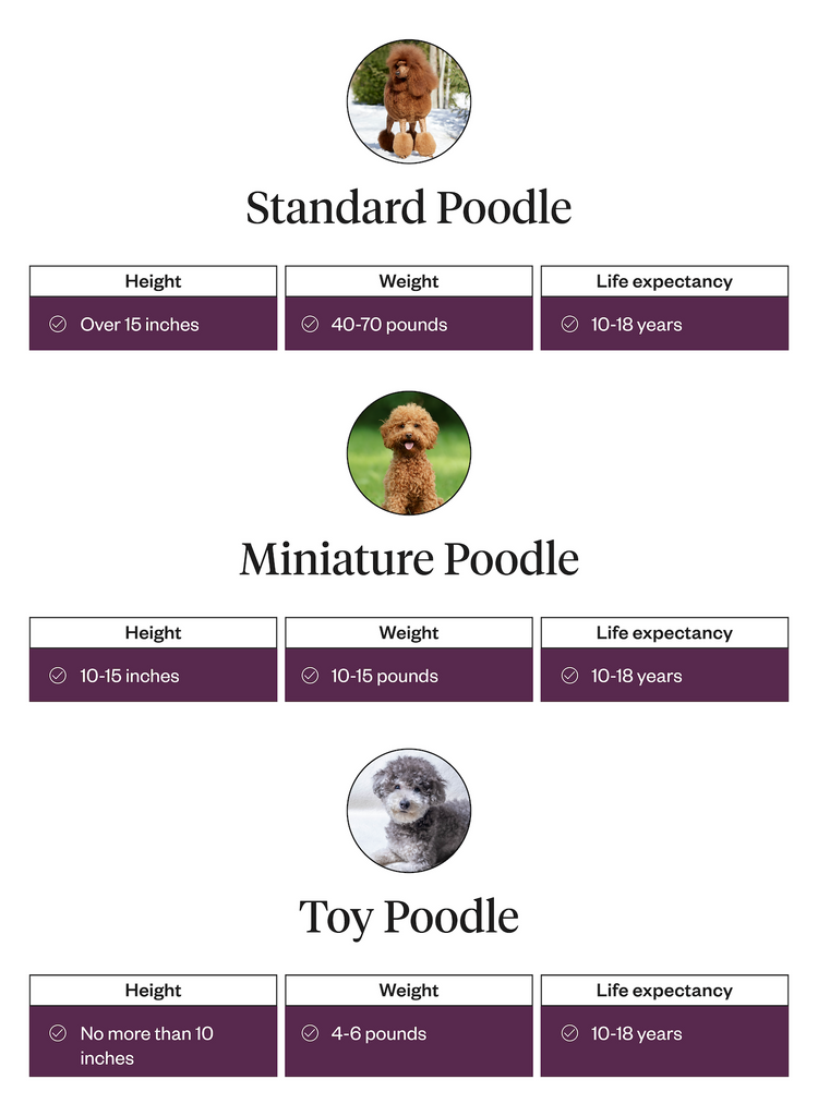 Height, weight, life expectancy information for Standard, Miniature, and Toy Poodles