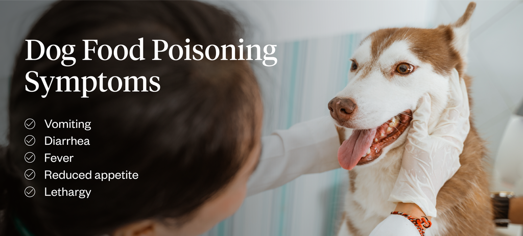 Graphic listing the symptoms of food poisoning in dogs
