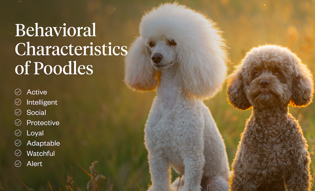 Behavioral characteristics of Poodles